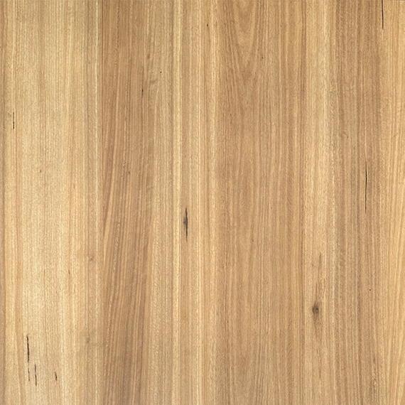 Bondi Blackbutt 06